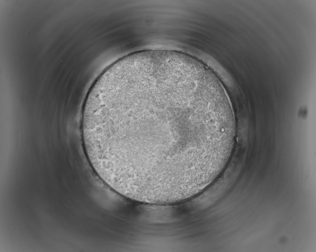 X0000101680856200807241344