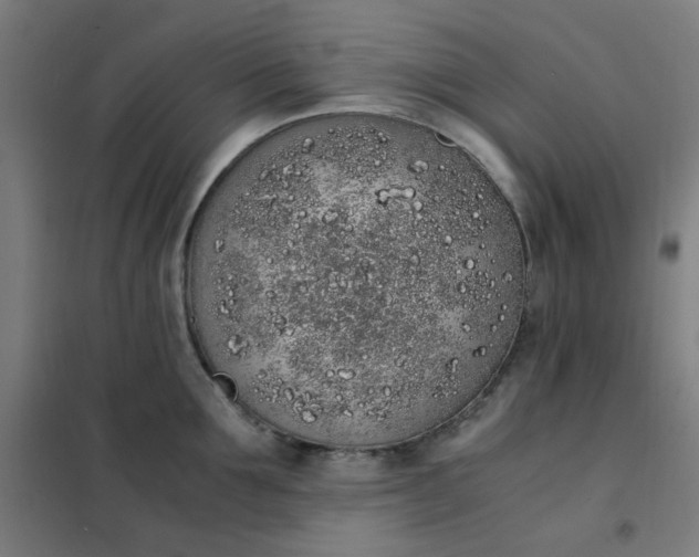 X0000101680907200807241342