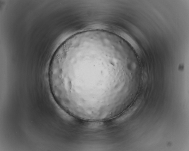 X0000101681055200807241341