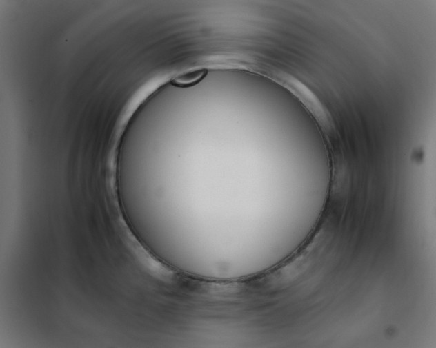 X0000101681196200807241338