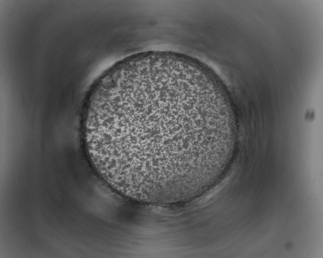 X0000101681263200807241337