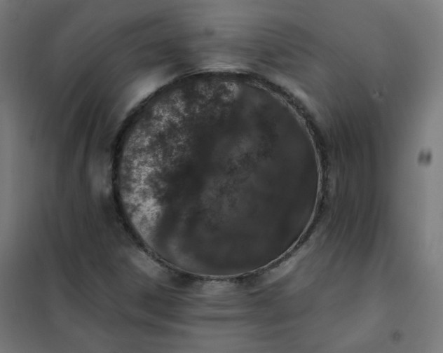 X0000101681306200807241336