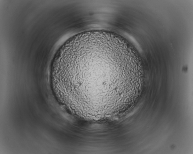 X0000101681419200807241335