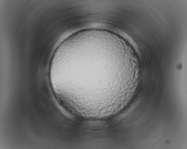 X0000101681429200807241335