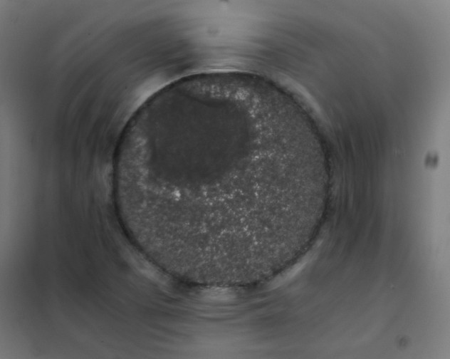 X0000101681457200807241334