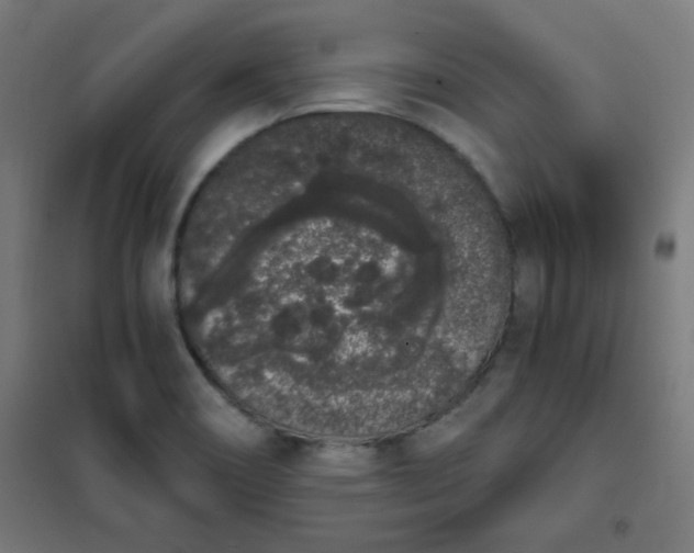 X0000101681466200807241334