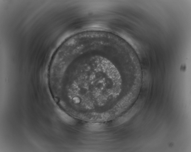 X0000101681474200807241334