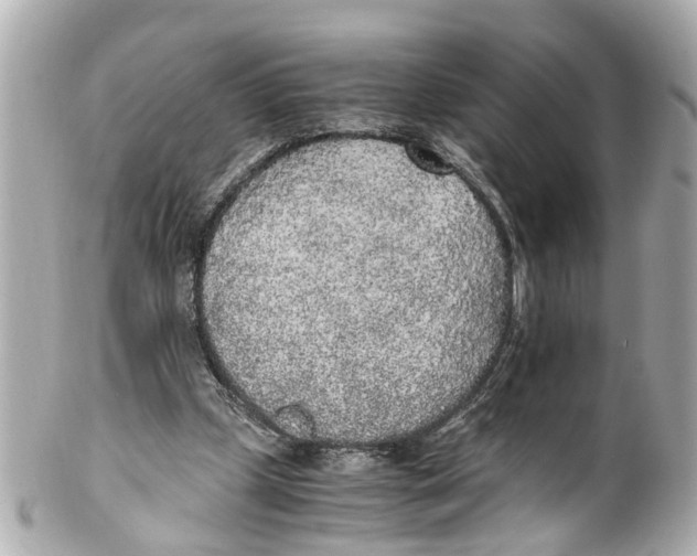 X0000101680249200807311525