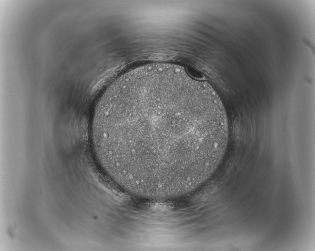 X0000101680303200807311525