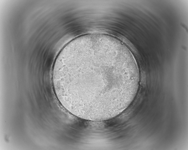 X0000101680856200807311517