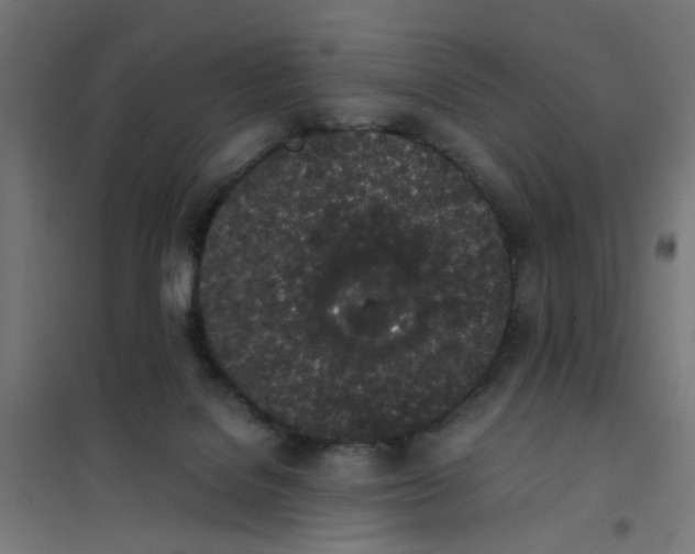 X0000101680076200808071119