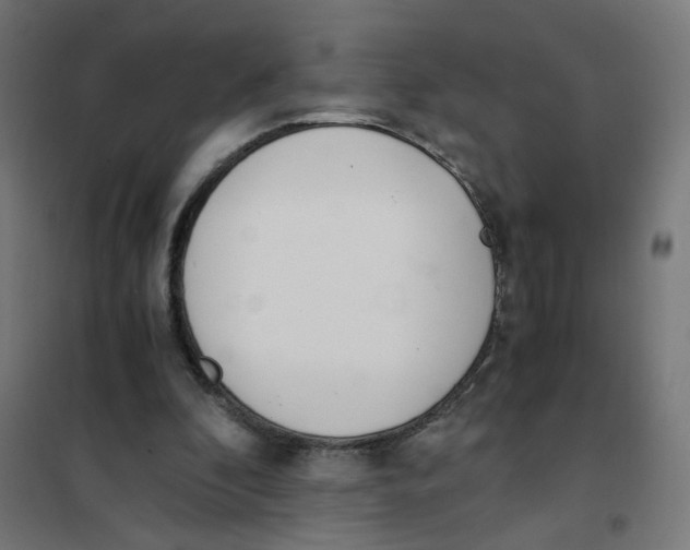 X0000101680296200808071116