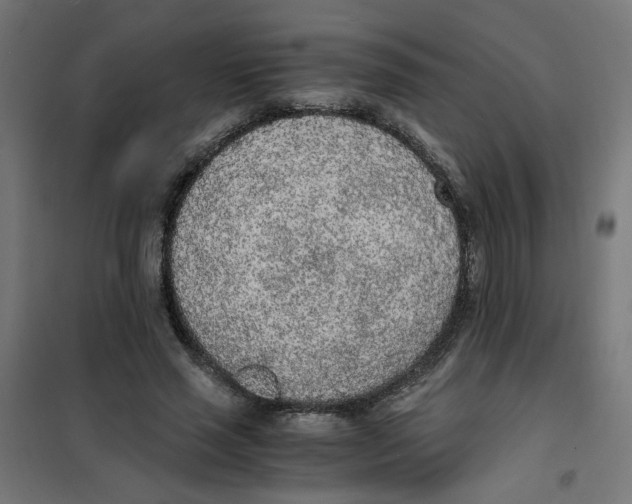 X0000101680637200808071110