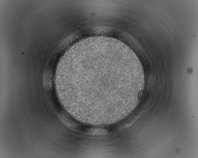 X0000101680644200808071110
