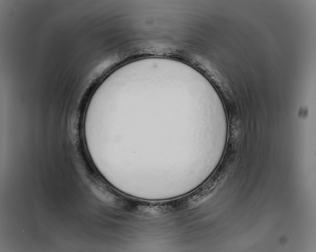 X0000101680679200808071109