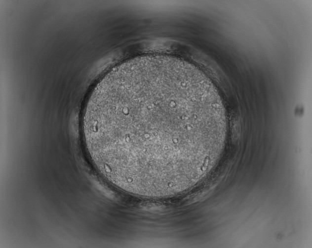 X0000101680729200808071108