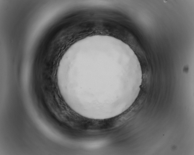 X0000101680765200808071109