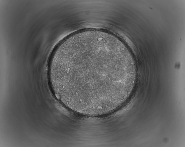 X0000101680779200808071108