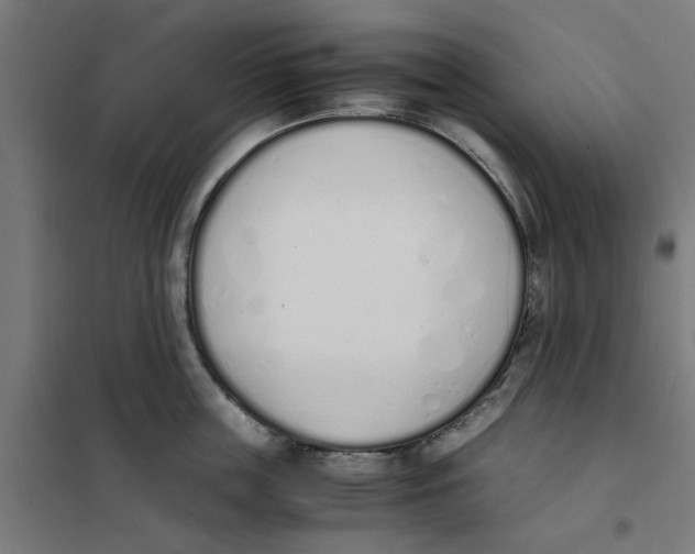 X0000101680859200808071107