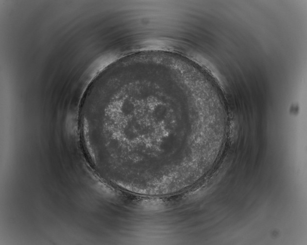 X0000101680882200808071106