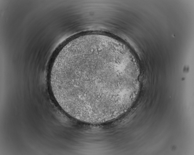X0000101680975200808071105