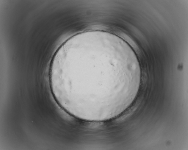 X0000101681055200808071104