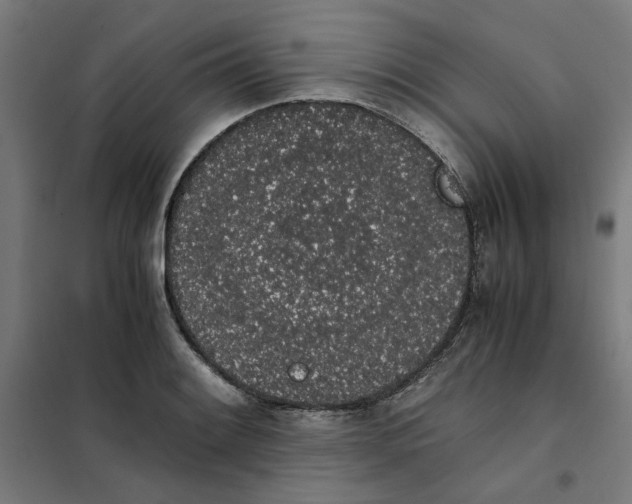 X0000101681084200808071103