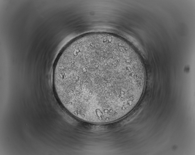 X0000101681275200808071100