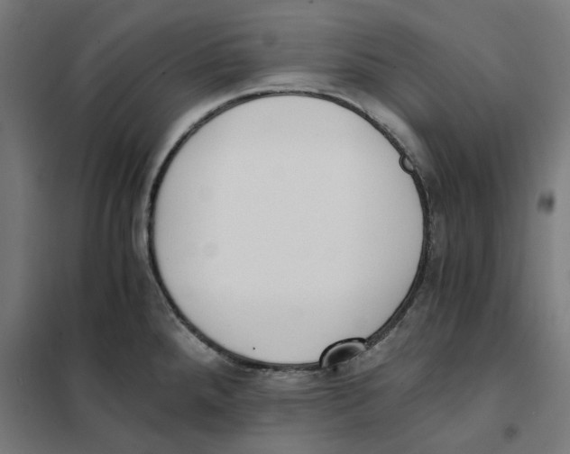 X0000101681288200808071100