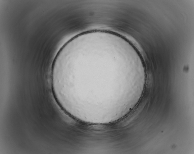 X0000101681295200808071100