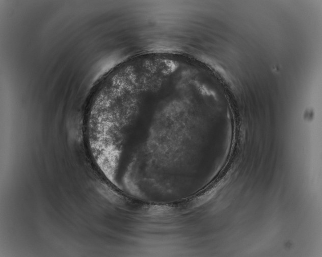 X0000101681306200808071059