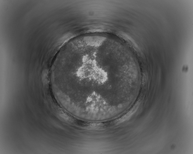 X0000101681353200808071059