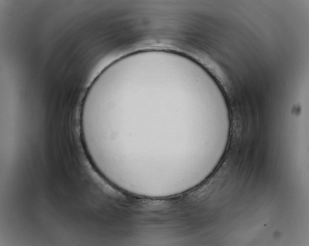 X0000101681382200808071058