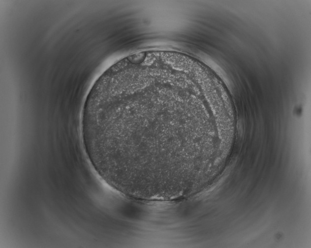 X0000101681482200808071057