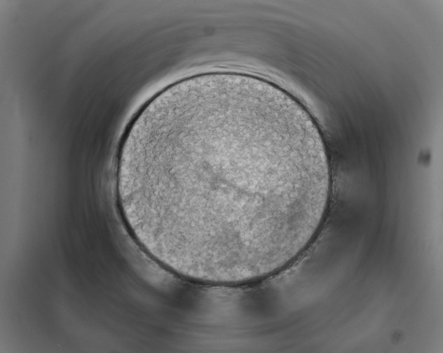 X0000101681514200808071056