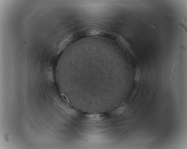 X0000101690524200807101516