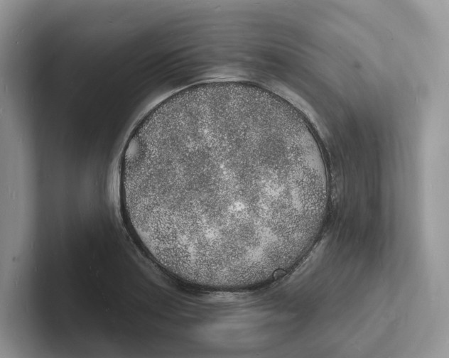 X0000101691179200807311406