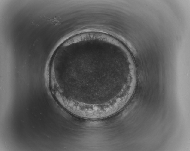 X0000101691522200807311401