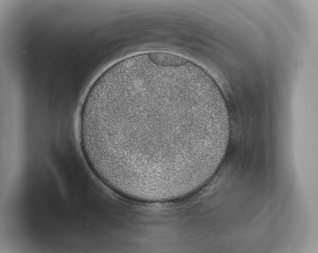 X0000101691527200807311401