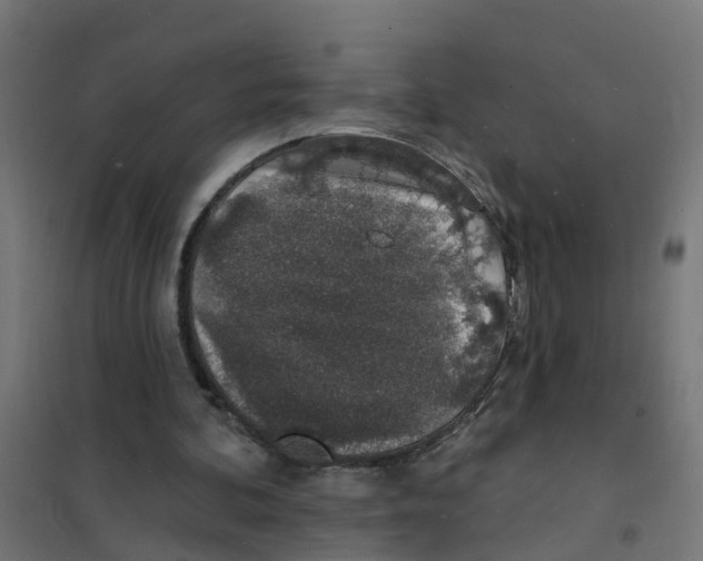 X0000101690292200808071141