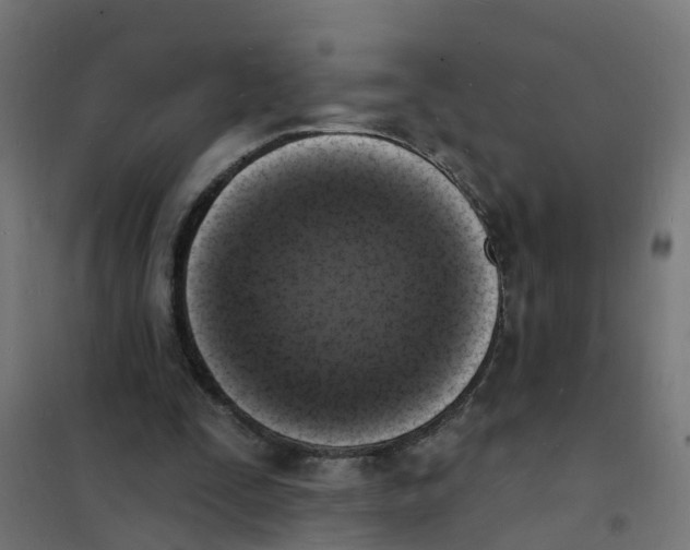 X0000101690295200808071141