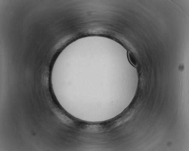 X0000101690446200808071139