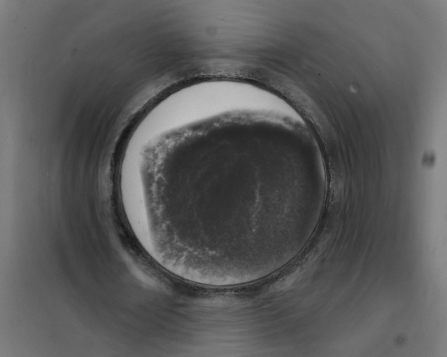 X0000101690674200808071135