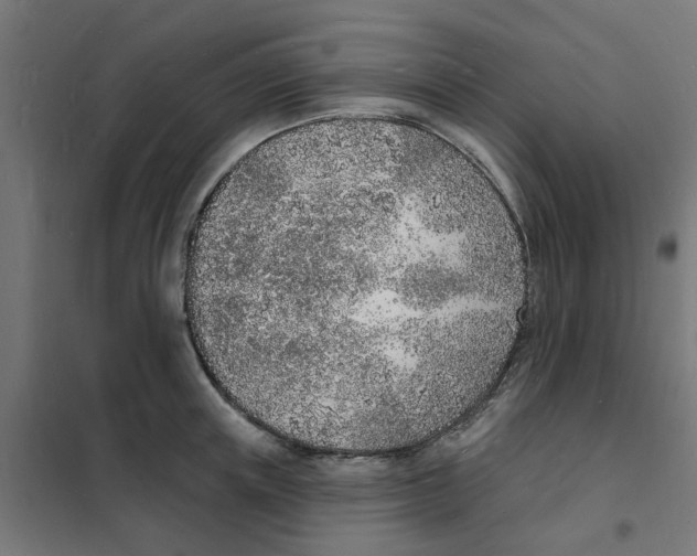 X0000101690851200808071132