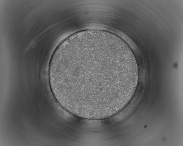 X0000101690856200808071132