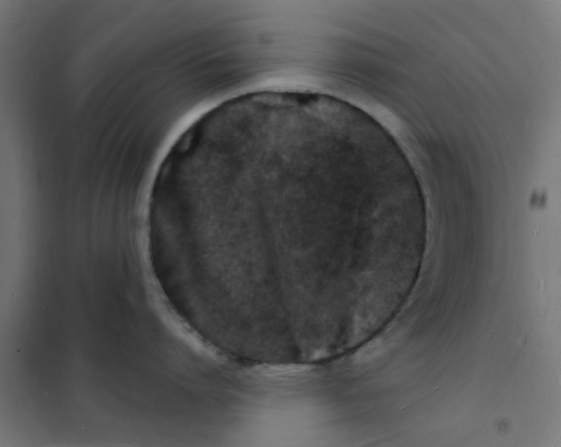 X0000101690864200808071132