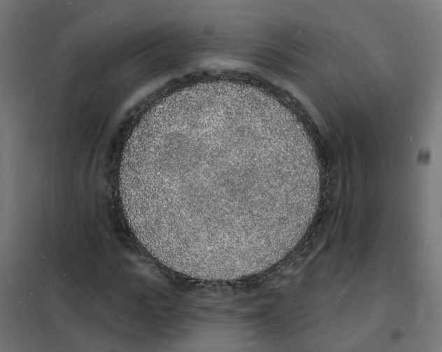 X0000101690919200808071130