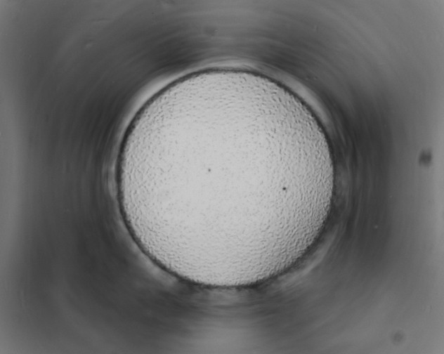 X0000101690959200808071131