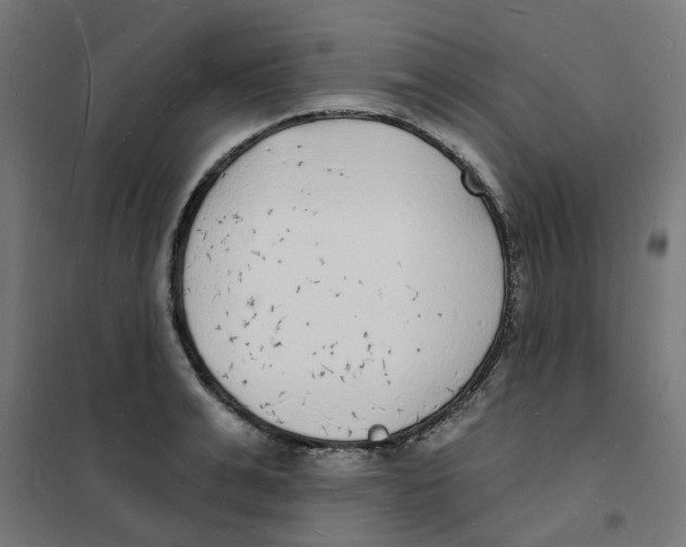 X0000101690991200808071129