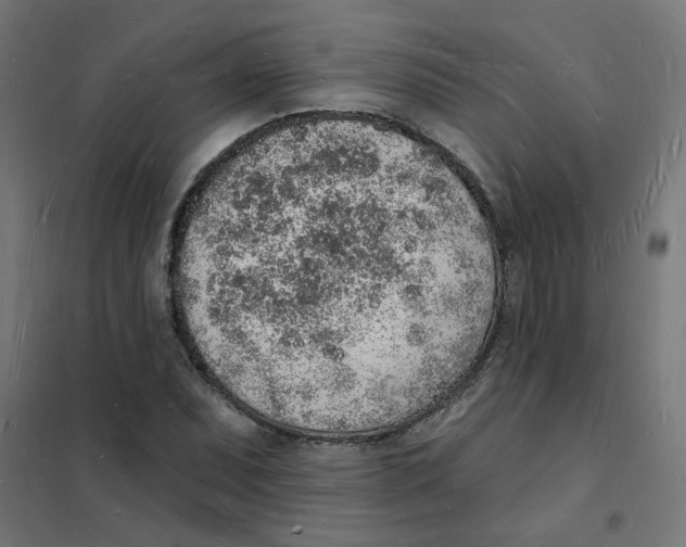 X0000101691071200808071128